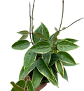 Hoya Macrophylla Var